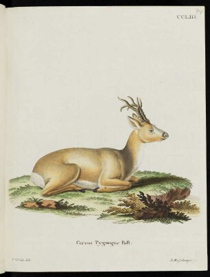 CCLIII. Cervus Pygargus Pall.
