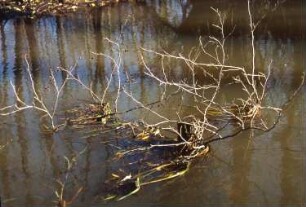 Königsbrück. Ehemaliger Truppenübungsplatz der Gruppe der Sowjetischen Streitkräfte in Deutschland (GSSD). Rohnaer Gebiet. Alter Baumbestand am Otterbach. Geäst im Wasser