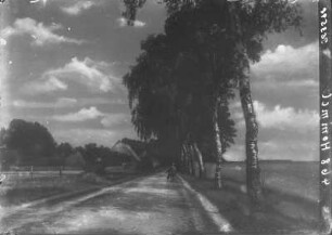 Birkenallee