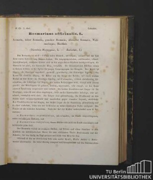 Lobiatae. Rosmarinus officinalis, L. Rosmarin, ächter Rosmarin, gemeiner Rosmarin, officineller Rosmarin, Weihrauchwurz, Meerthau. (Diandria Monogynia, L. - Labiatae, J.)