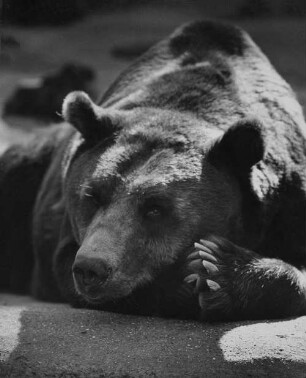 Archivfotografie "motive_tiere_zoo_baeren_5508"