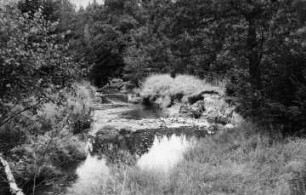 Tharandt-Triebisch, Tharandter Wald. Die Triebisch zwischen Grillenburg und Grund bei den ehem. Linkschen Fischteichen