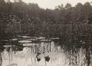 Teich mit Gelber Teichrose (Nuphar lutea, Syn.: Nuphar luteum)
