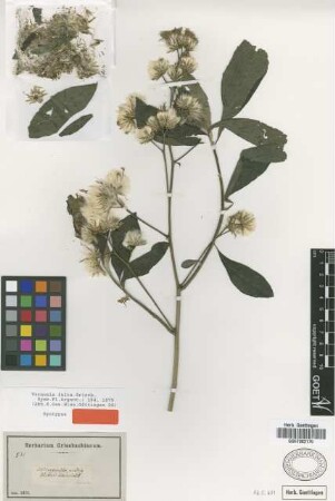 Vernonia fulta Griseb. [syntype]