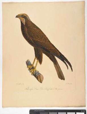 Falco rufus. Linn: Die Sumpfweihe. Mas. juvenis. - Rohrweihe. Circus aeruginosus; mas juv. - Zeichner: Ambrosius Gabler; Stecher: Johann Carl Bock