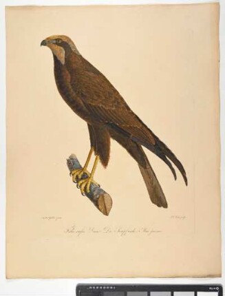 Falco rufus. Linn: Die Sumpfweihe. Mas. juvenis. - Rohrweihe. Circus aeruginosus; mas juv. - Zeichner: Ambrosius Gabler; Stecher: Johann Carl Bock