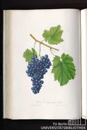 Uva Lacrima