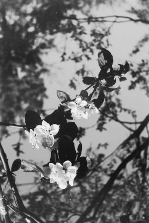 Halle. Obstbaumblüte beim Porzellanwerk Lettin