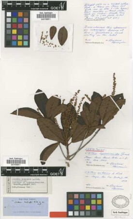 Clethra cubensis A.Rich.