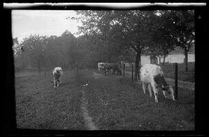 Nicht identifizierbare Ortschaft in Nordfrankreich oder Belgien: Kühe am Rand einer Kuhweide, im Hintergrund ein landwirtschaftliches Gebäude (Vorderansicht)