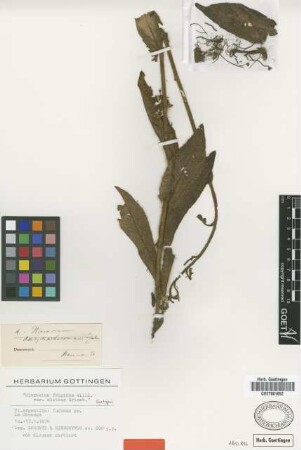 Hieracium frigidum Wedd. var. Griseb. elatius[syntype]