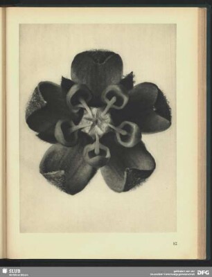 Asclepias syriaca - Cornuti