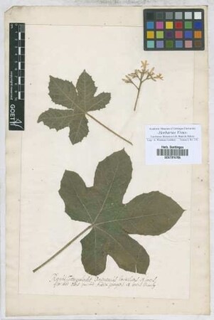 Ricinus
