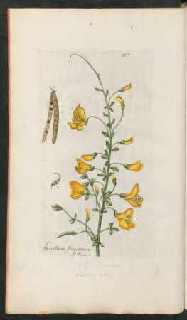 273. Spartium scoparium