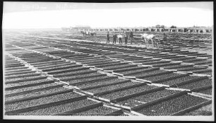 Hanford. Drying Prunes, Kimble Orchard, near Hanford, Cal.