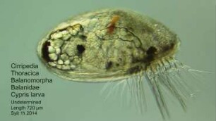 Cypris larva Sylt 2014