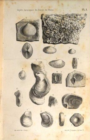 Études paléontologiques sur les dépots jurassiques du bassin du Rhone, 1. Infra - Lias