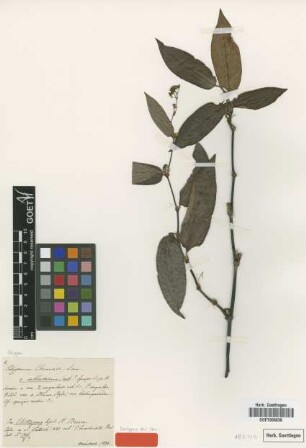 Polygonum chinense L. var. Meisn. subhastatum[syntype]