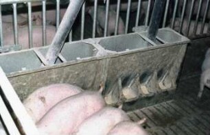 Fotografie: Fütterungstechnik, Mastschwein, Trockenfütterungsanlage, Futtervorlage, Vollspaltenboden