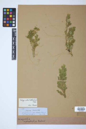 Selaginella xiphophylla Baker