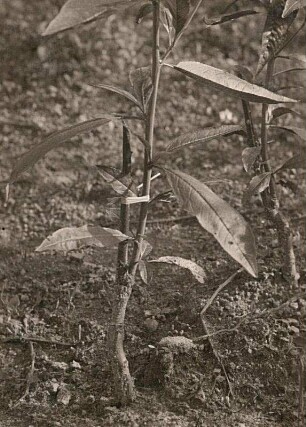 Gartenpfirsich, Okulant ausgetrieben, an Zapfen gebunden