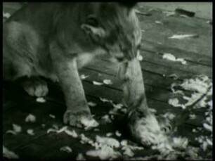 Puma concolor (L.) - Rupfen der Beute