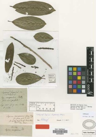 Sapium aucuparium Not on sheet [type]