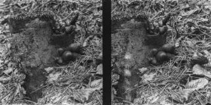 Vielgestaltige Holzkeule : Vielgestaltige Holzkeule (Xylaria polymorpha).