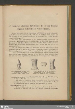 IV. Kritisches illustrirtes Verzeichniss der in den Teplitzer Schichten vorkommenden Versteinerungen