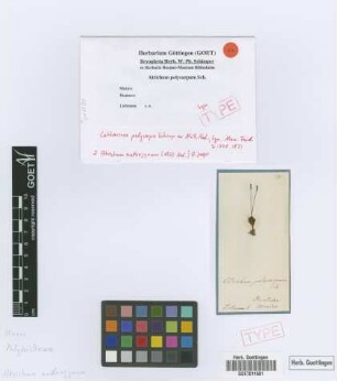 Catharinea polycarpa Schimp. ex Müll.Hal. [syntype]