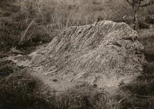 Dresdener Heide. Knollenstein mit Windschliff