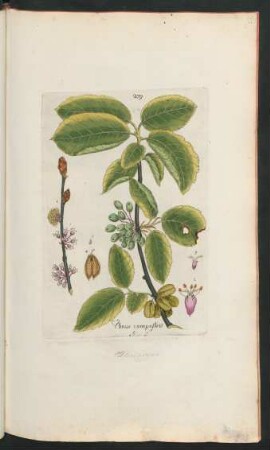 279. Ulmus campestris
