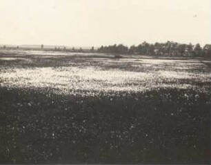 Oberlausitzer Niederung. Neudorfer Moor mit fruchtendem Wollgras