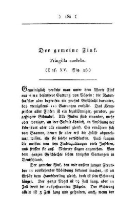 ¬Der¬ gemeine Fink : fringilla coelebs ; (Taf. XI, Fig. 58)