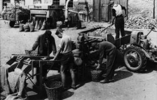 Fotografie: Kartoffel, Nacherntetechnik, Sortiertechnik, Lagertechnik