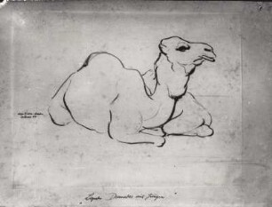 Liegendes Dromedar mit Jungem. Kohlezeichnung (1934; E. Richter). Dresden-Südvorstadt, Eisenstuckstraße, Atelier der Künstlerin