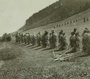 Österreich, Tirol. Kornpuppen auf einem Feld am Hang