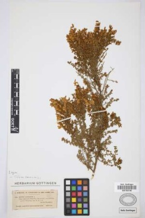 Genista canariensis L.