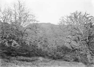 Mandelbaum : Ein Hang mit verschiedenen Pflanzungen. Rechts und links vermutlich Mandelbäume (Prunus dulcis)