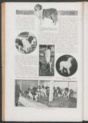 Exposición canina