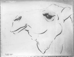 Kamelskopf. Kohlezeichnung (1934; E. Richter). Dresden-Südvorstadt, Eisenstuckstraße, Atelier der Künstlerin
