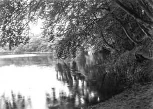 Seeblick : Ein See mit Uferwald auf der Insel Rügen.