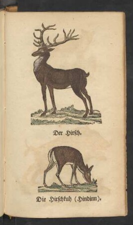 Der Hirsch. Die Hirschkuh (Hindinn)