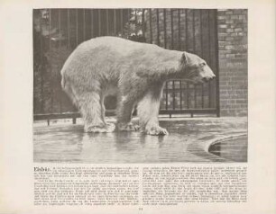 Eisbär