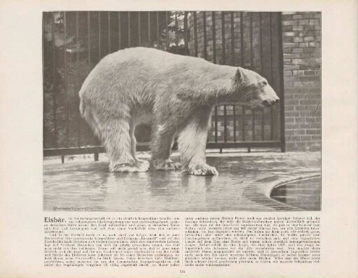 Eisbär
