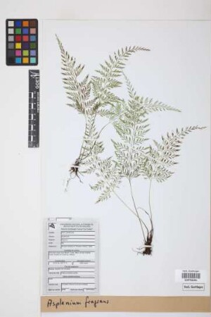 Asplenium fragrans Sw.