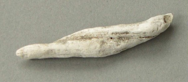 Shell (fragment)