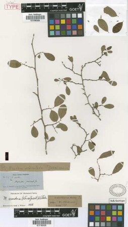 Phyllanthus jamaicensis Griseb. [type]