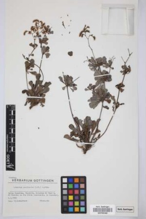 Limonium pectinatum (Ait.) Kuntze var. solandri (Webb & Berth.) Kuntze