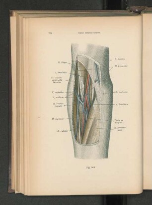 Fig. 563. Sulcus cubitalis ulnaris.